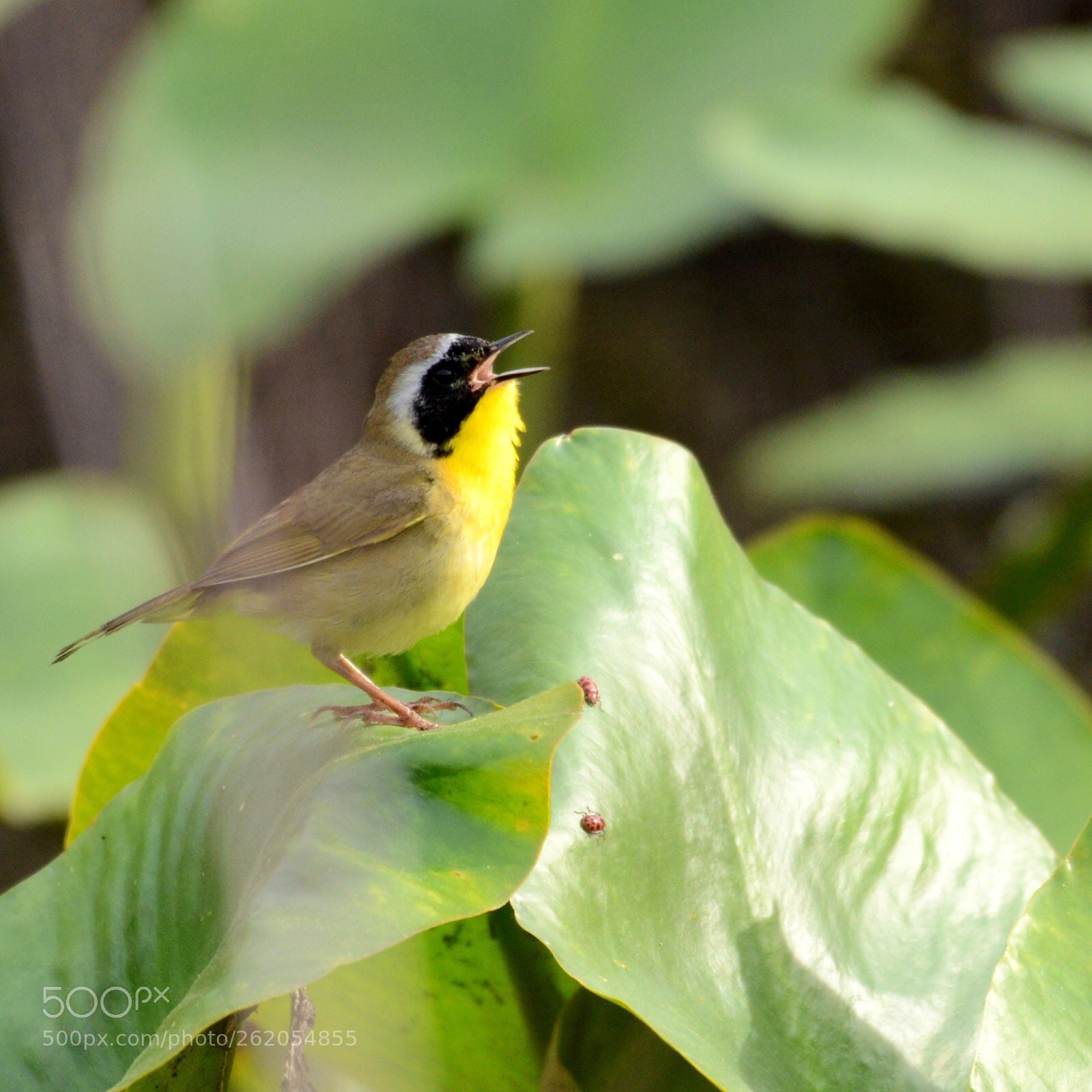 Nikon D600 sample photo. Untitled photography