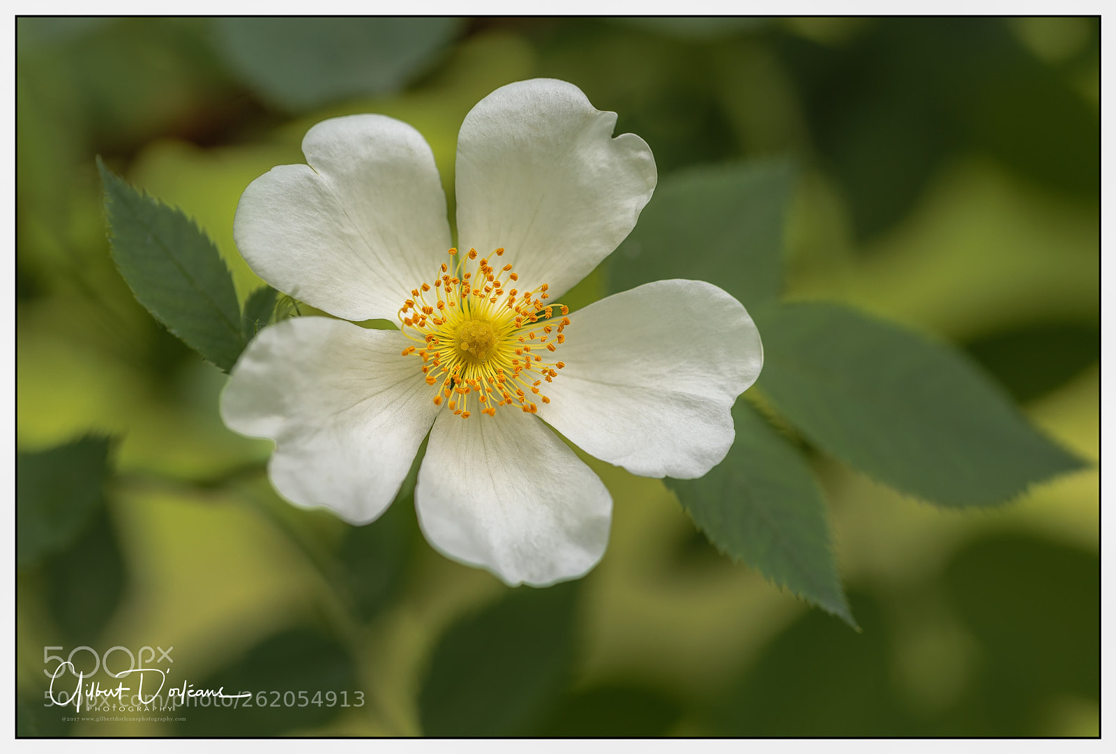 Canon EOS 6D sample photo. Flowers.2_180612-016 photography