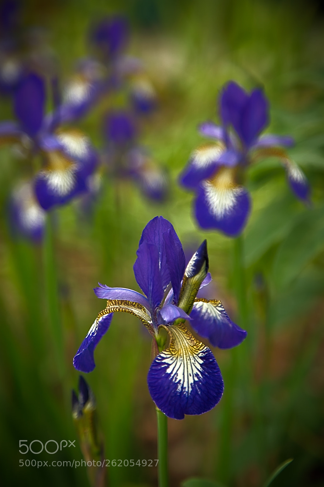 Canon EOS 6D sample photo. Blue siberian iris photography