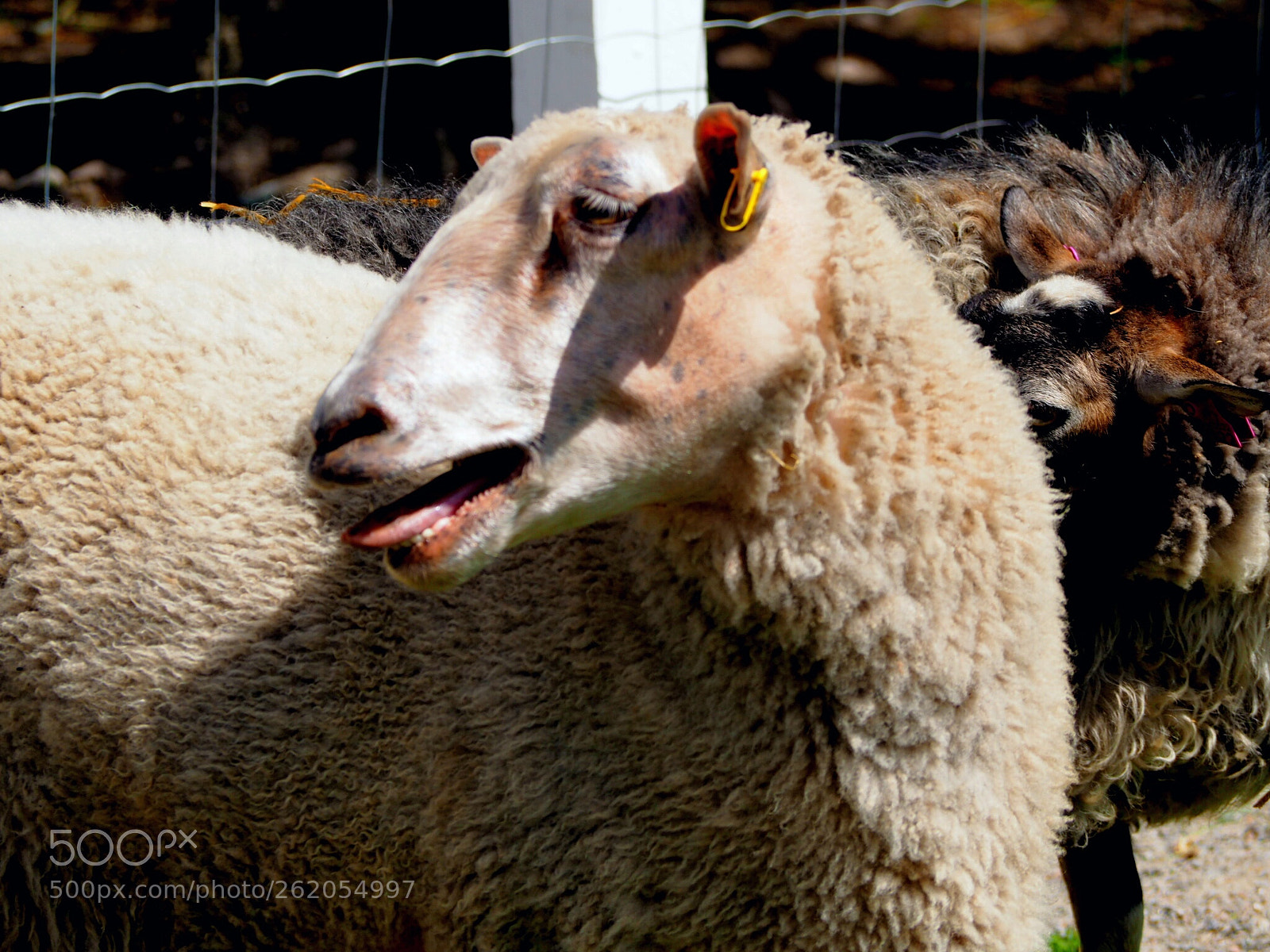 Olympus OM-D E-M10 II sample photo. Sheep photography