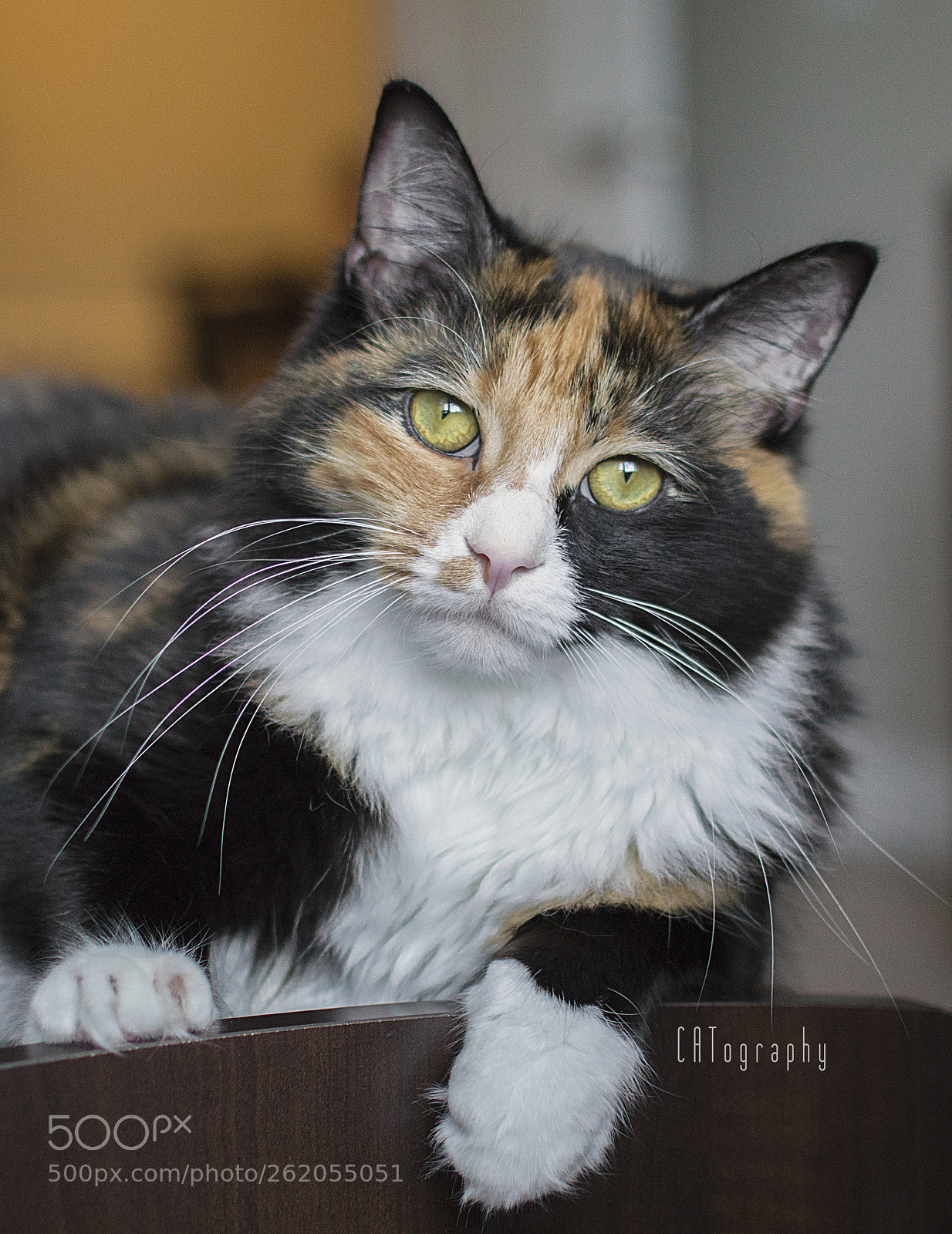 Nikon D3200 sample photo. Oh miss callie mae photography