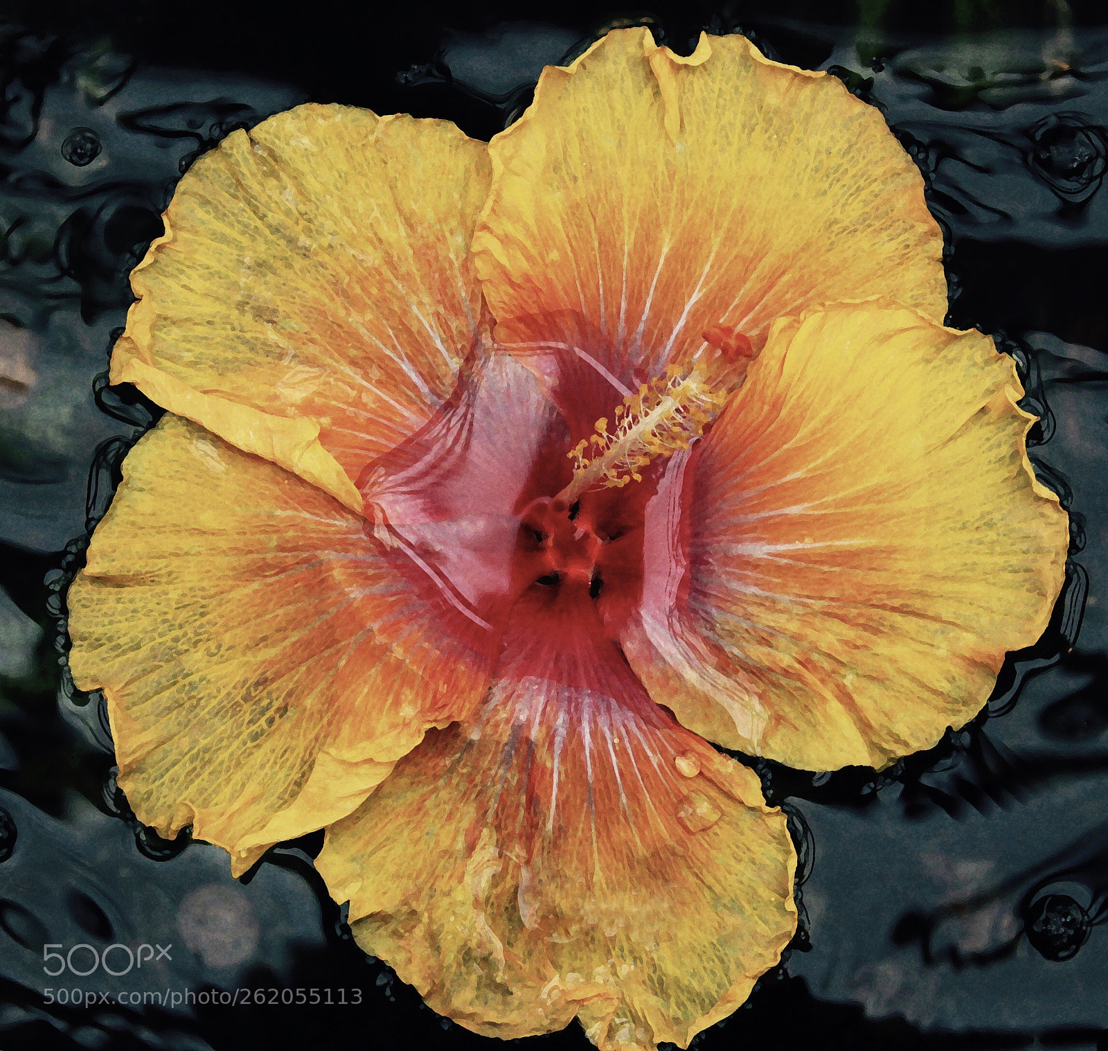 Canon EOS 50D sample photo. Hibiscus photography