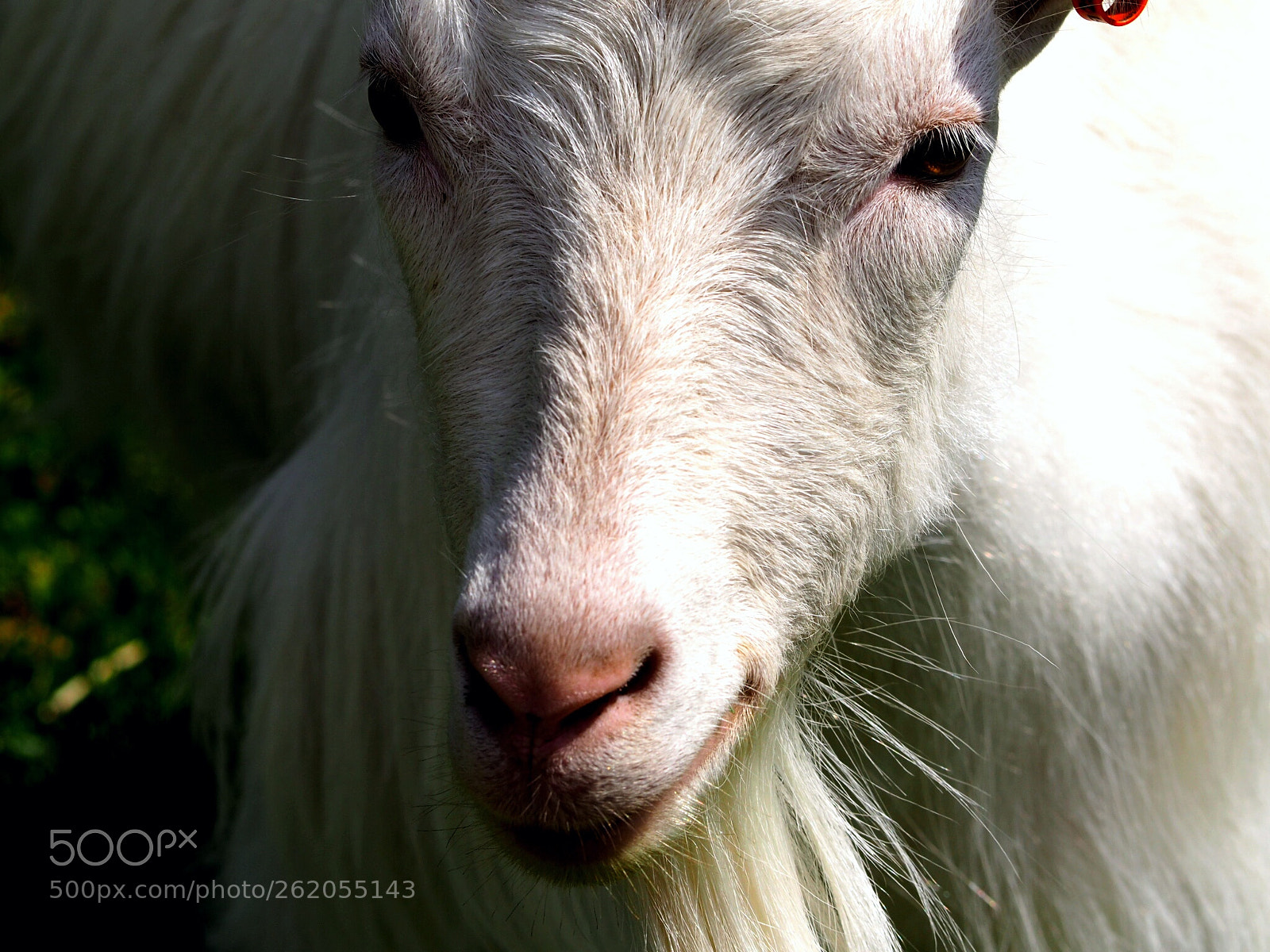 Olympus OM-D E-M10 II sample photo. Goat photography
