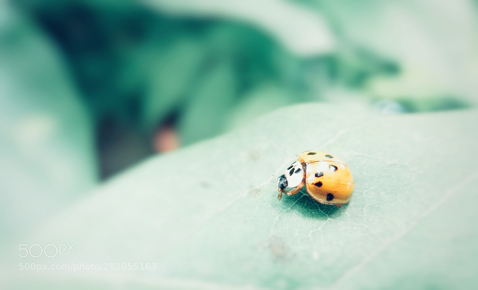 OPPO R9 PLUSTM A sample photo. Ladybird photography