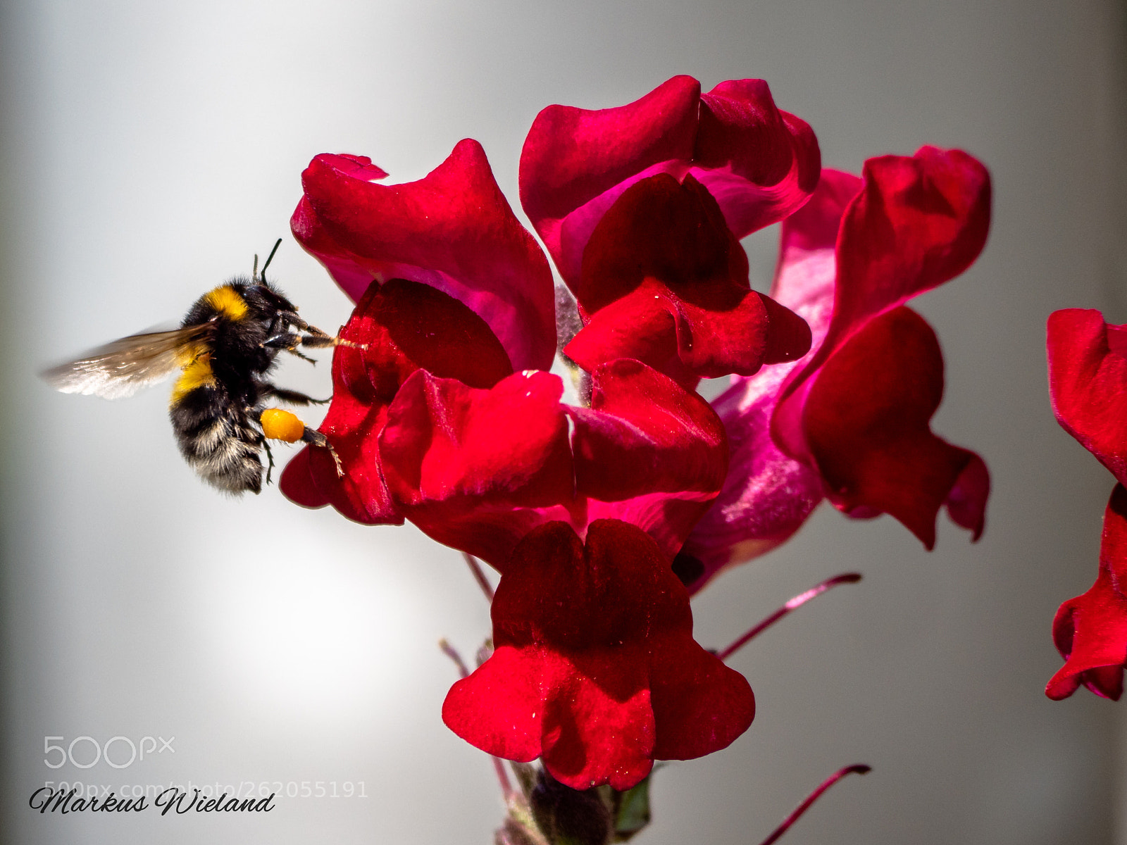 Panasonic Lumix DC-G9 sample photo. Hummel 2 photography