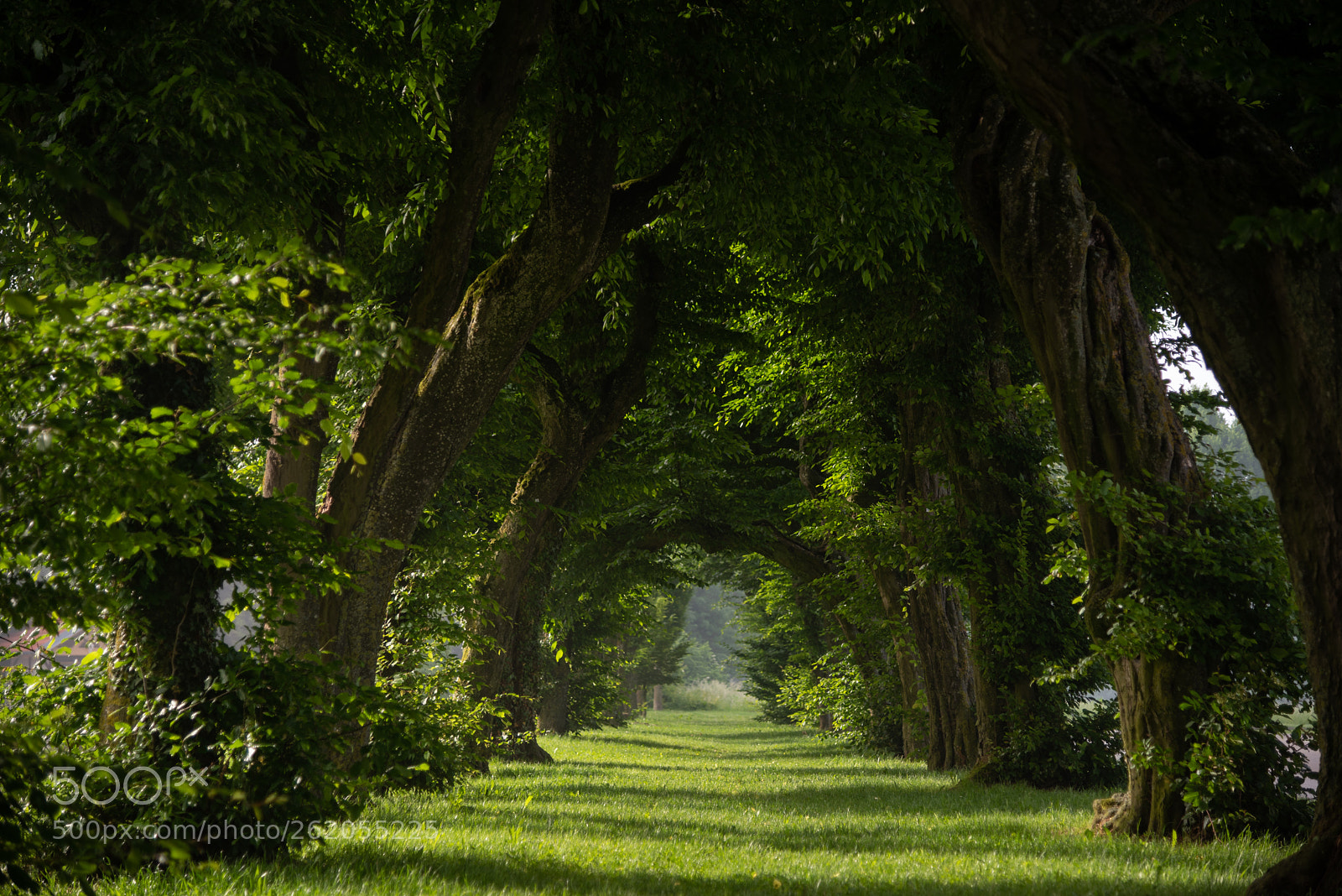 Nikon D750 sample photo. Allee photography