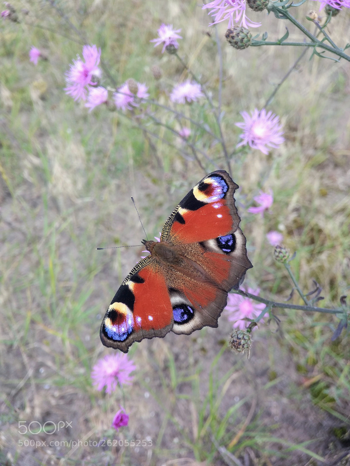 Xiaomi Mi-4c sample photo. Butterfly.jpg photography