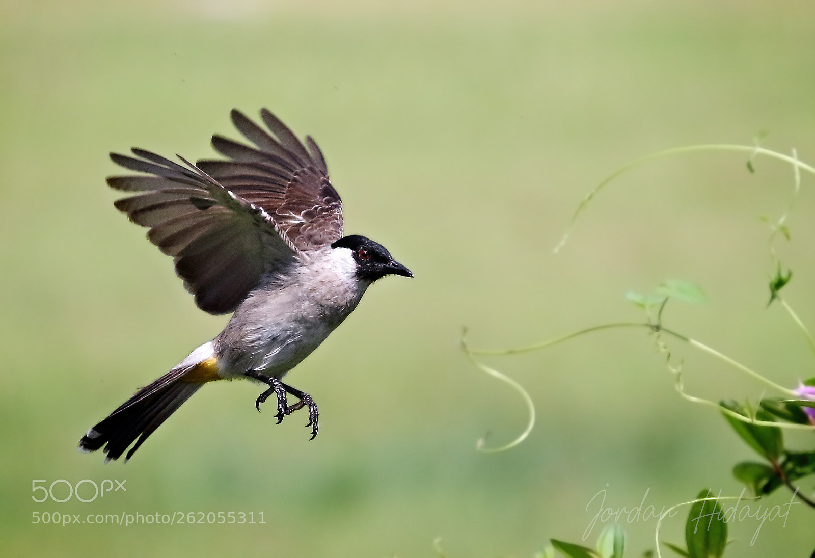 Canon EOS 700D (EOS Rebel T5i / EOS Kiss X7i) sample photo. Now i can fly.. photography