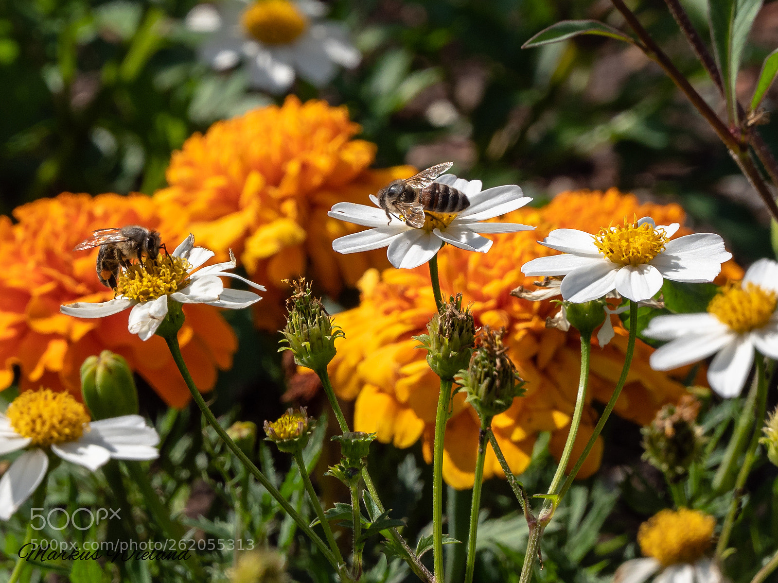 Panasonic Lumix DC-G9 sample photo. Bee's photography