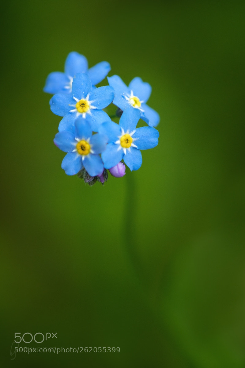 Nikon D500 sample photo. Forget-me-not photography