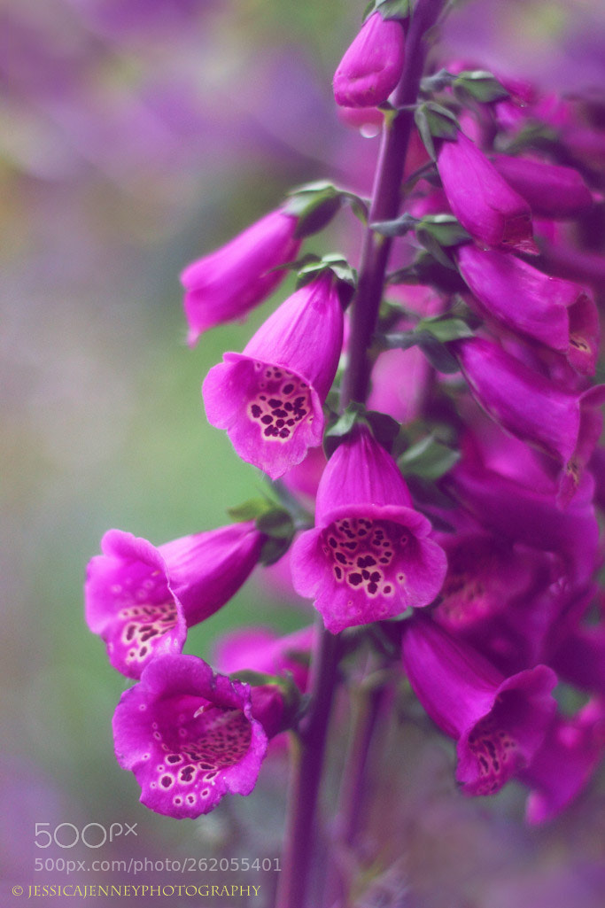 Canon EOS 600D (Rebel EOS T3i / EOS Kiss X5) sample photo. Fancy foxglove photography