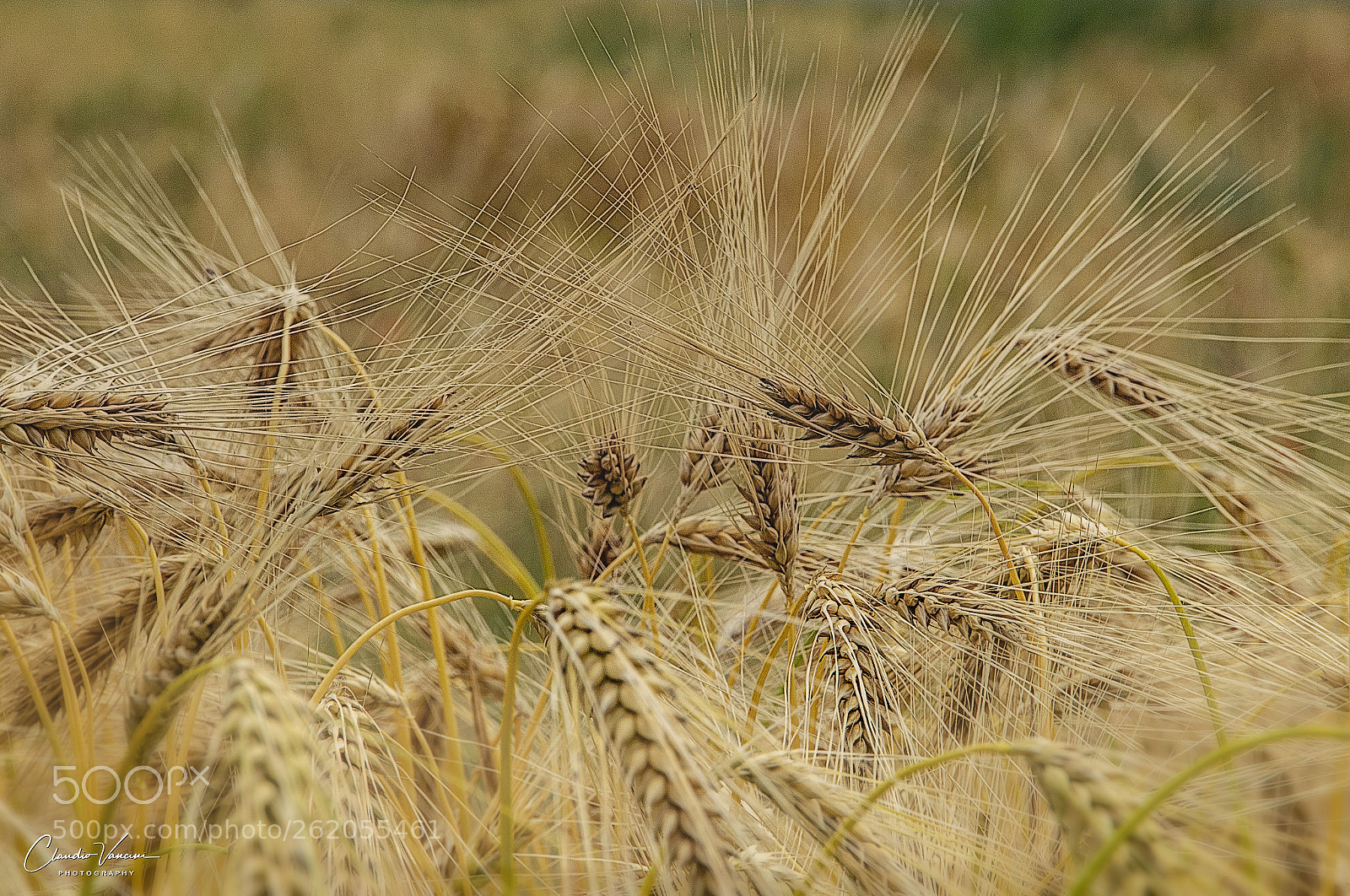 Nikon D5600 sample photo. Cornfield photography