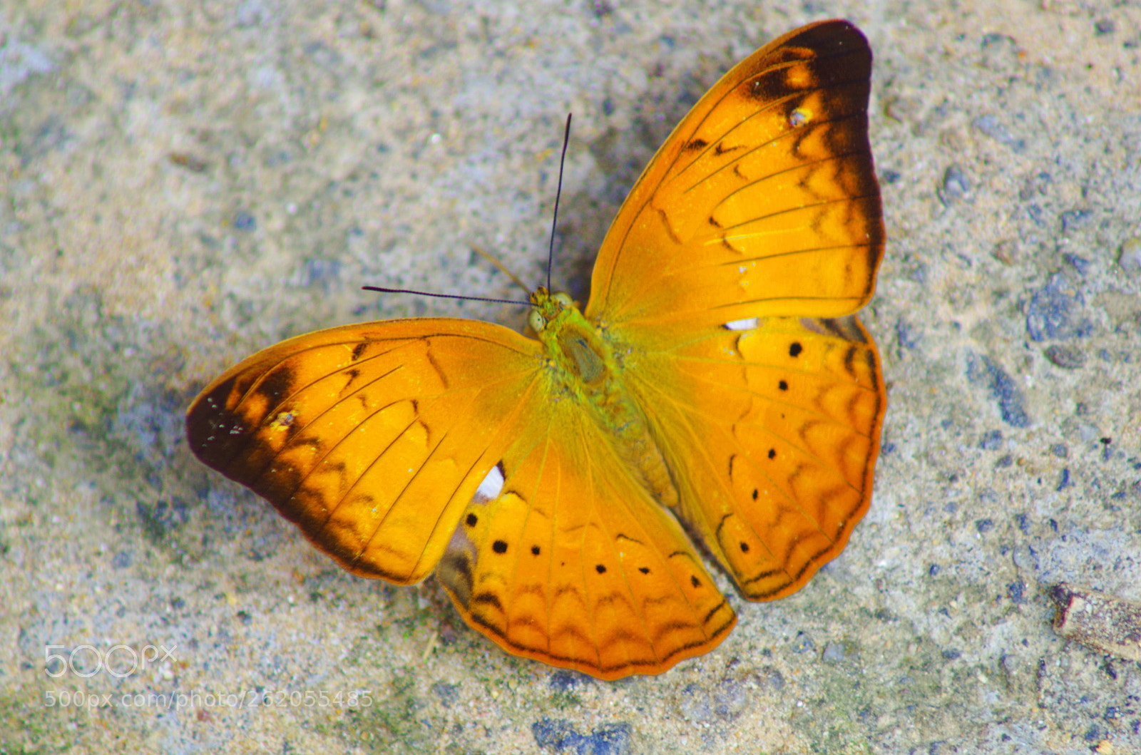 Pentax K-500 sample photo. Tamil yeoman photography