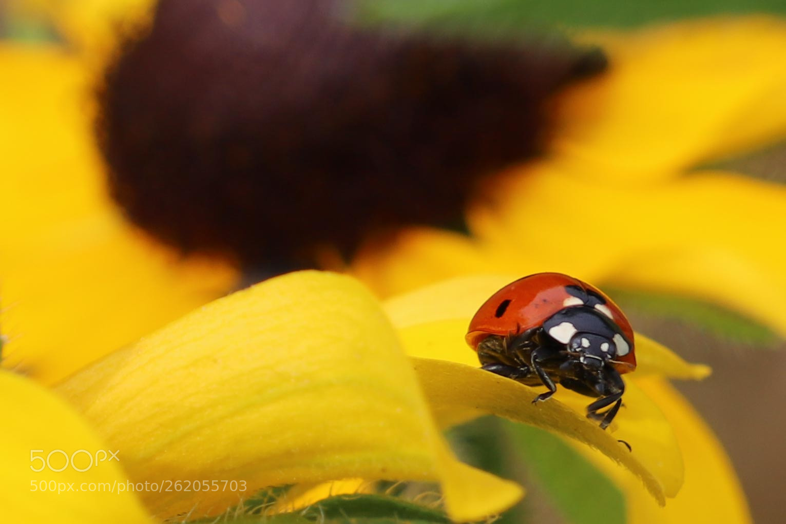 Canon EOS 6D Mark II sample photo. Lady bug crawling around photography