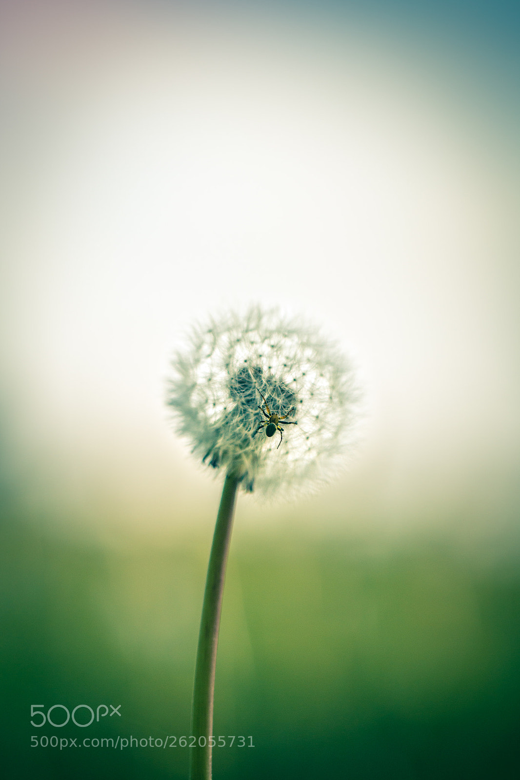 Canon EOS 70D sample photo. Dendelion photography