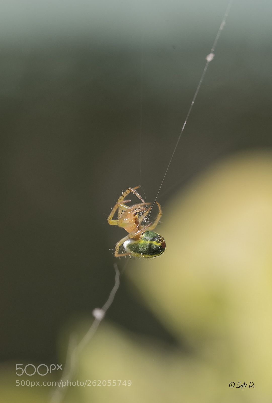 Sigma 105mm F2.8 EX DG OS HSM sample photo. Ma petite spider past photography