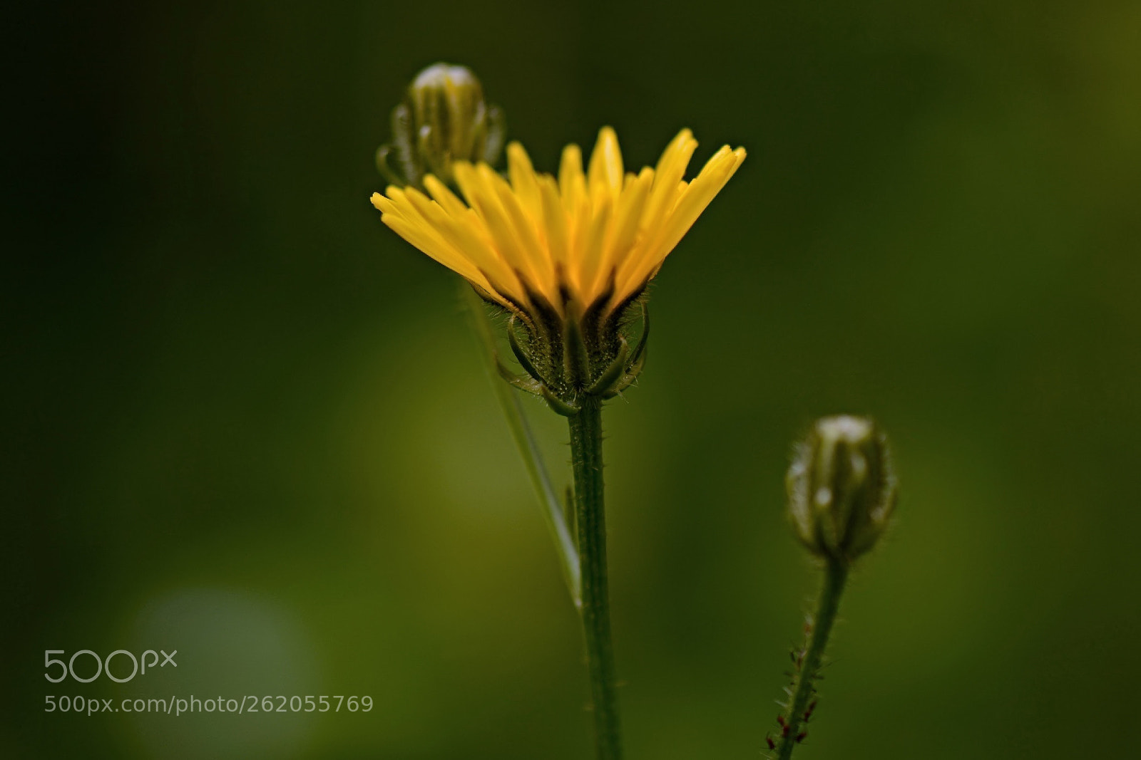 Nikon D5200 sample photo. *** photography