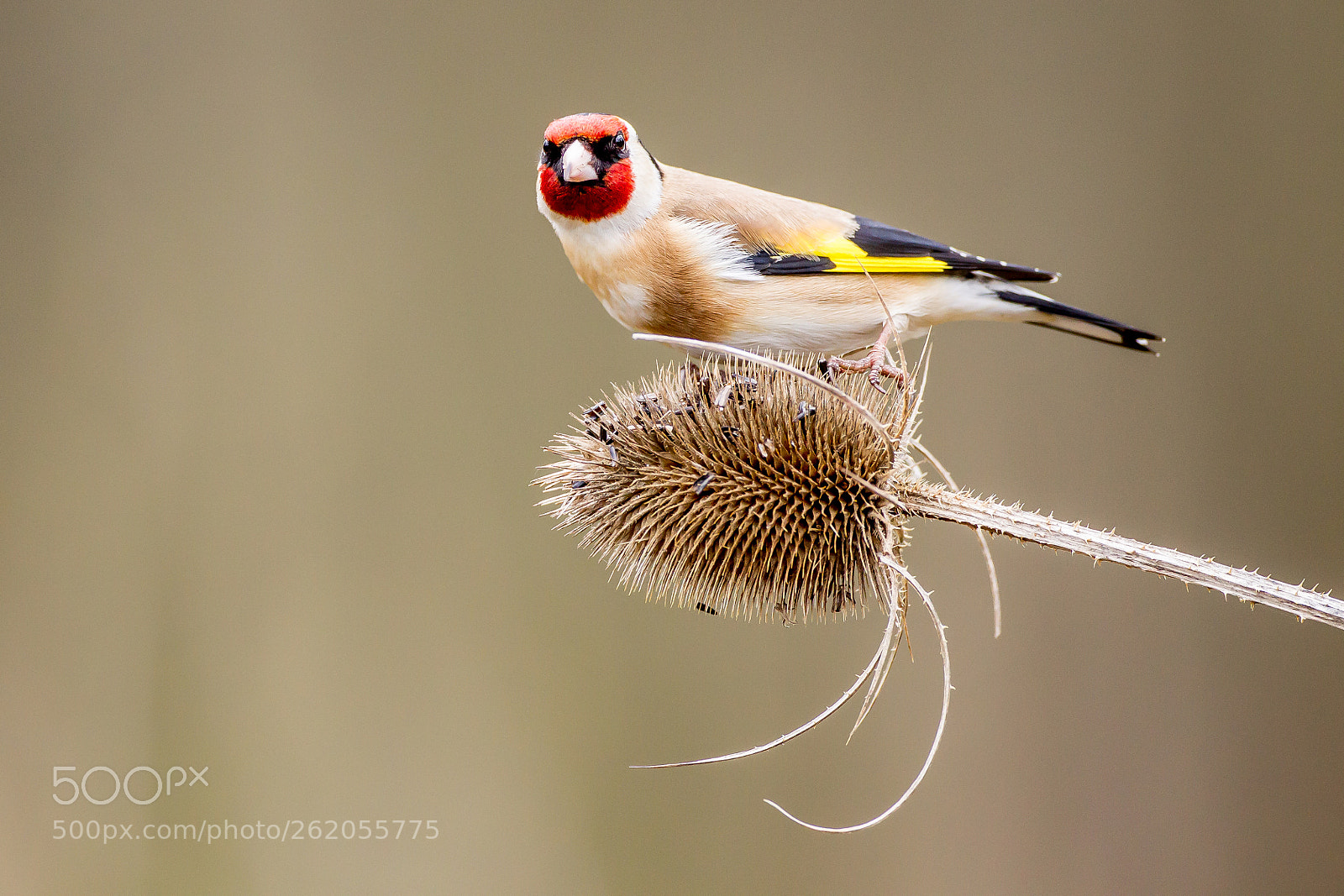 Canon EOS-1D Mark IV sample photo. Goldfinch photography