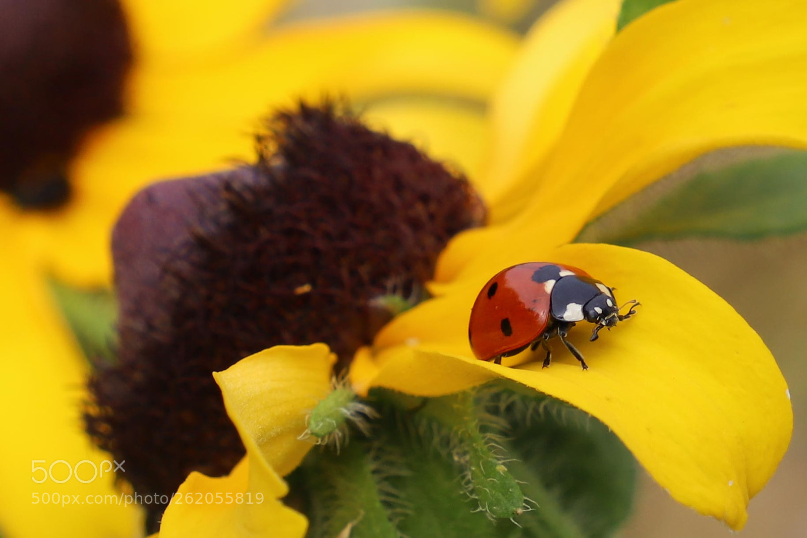 Canon EOS 6D Mark II sample photo. Lady bug crawling around photography