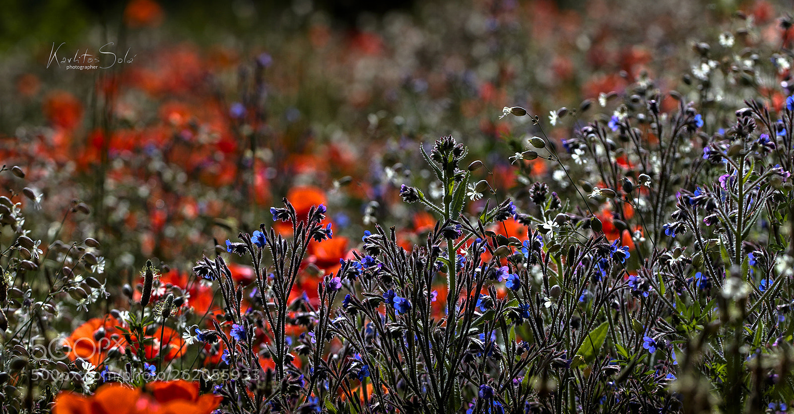 Canon EOS 7D Mark II sample photo. Primavera plus photography