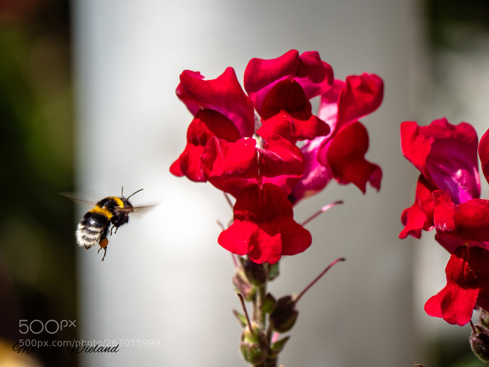 Panasonic Lumix DC-G9 sample photo. Bumblebee photography