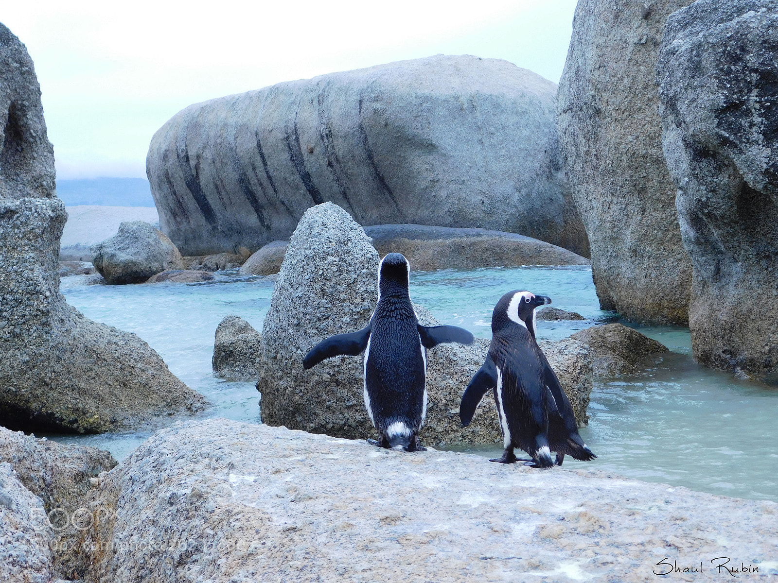 Nikon Coolpix L840 sample photo. Happy pinguine photography