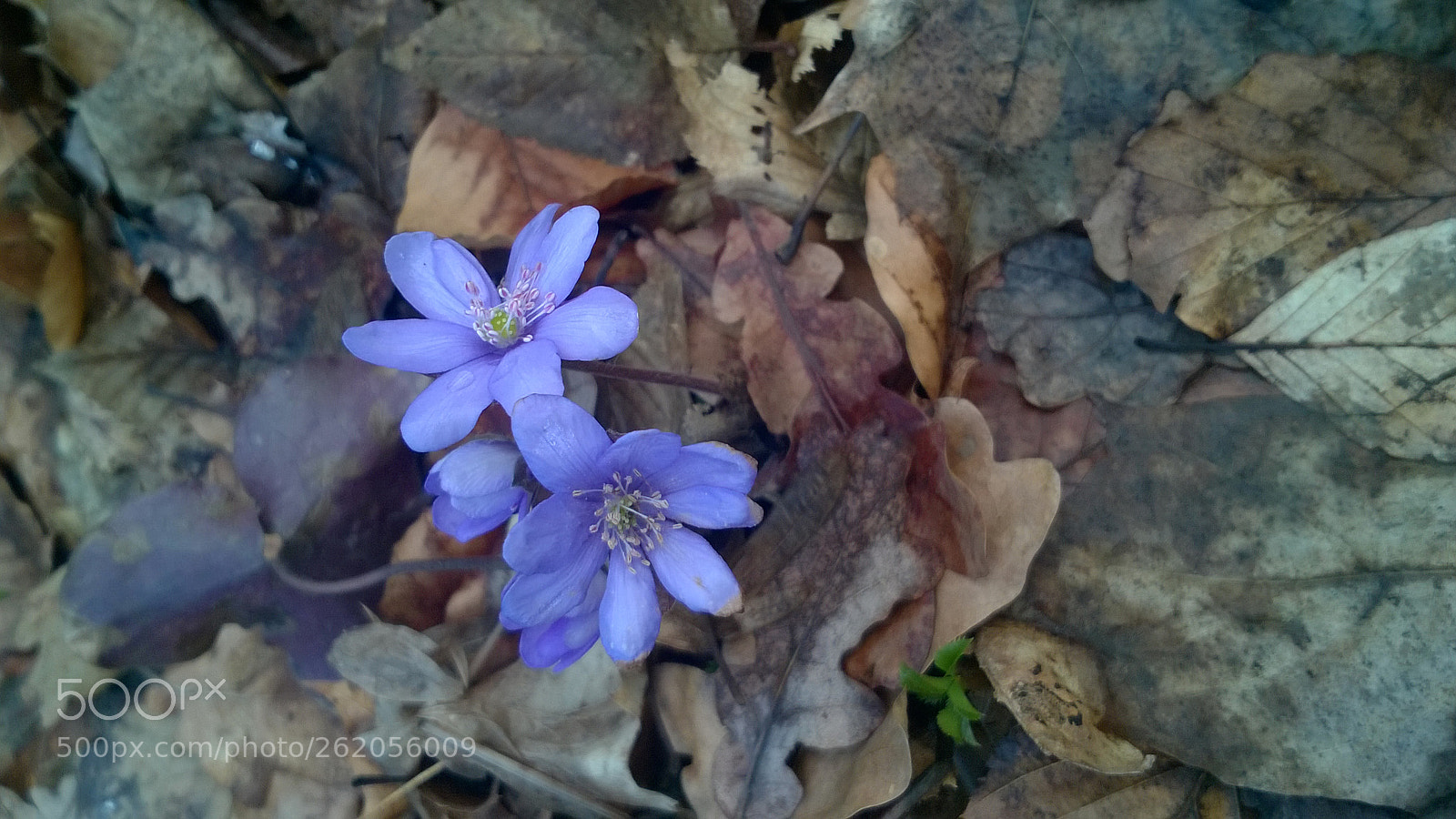 Nokia Lumia 735 sample photo. Kidneywort photography