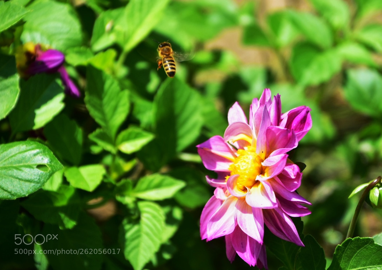 Nikon D7200 sample photo. Lonely bee leaving-focus on photography