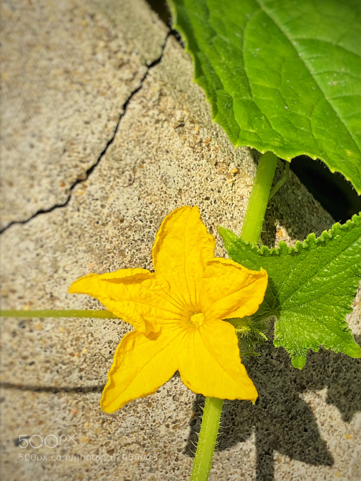 Apple iPhone 8 sample photo. Old and new photography