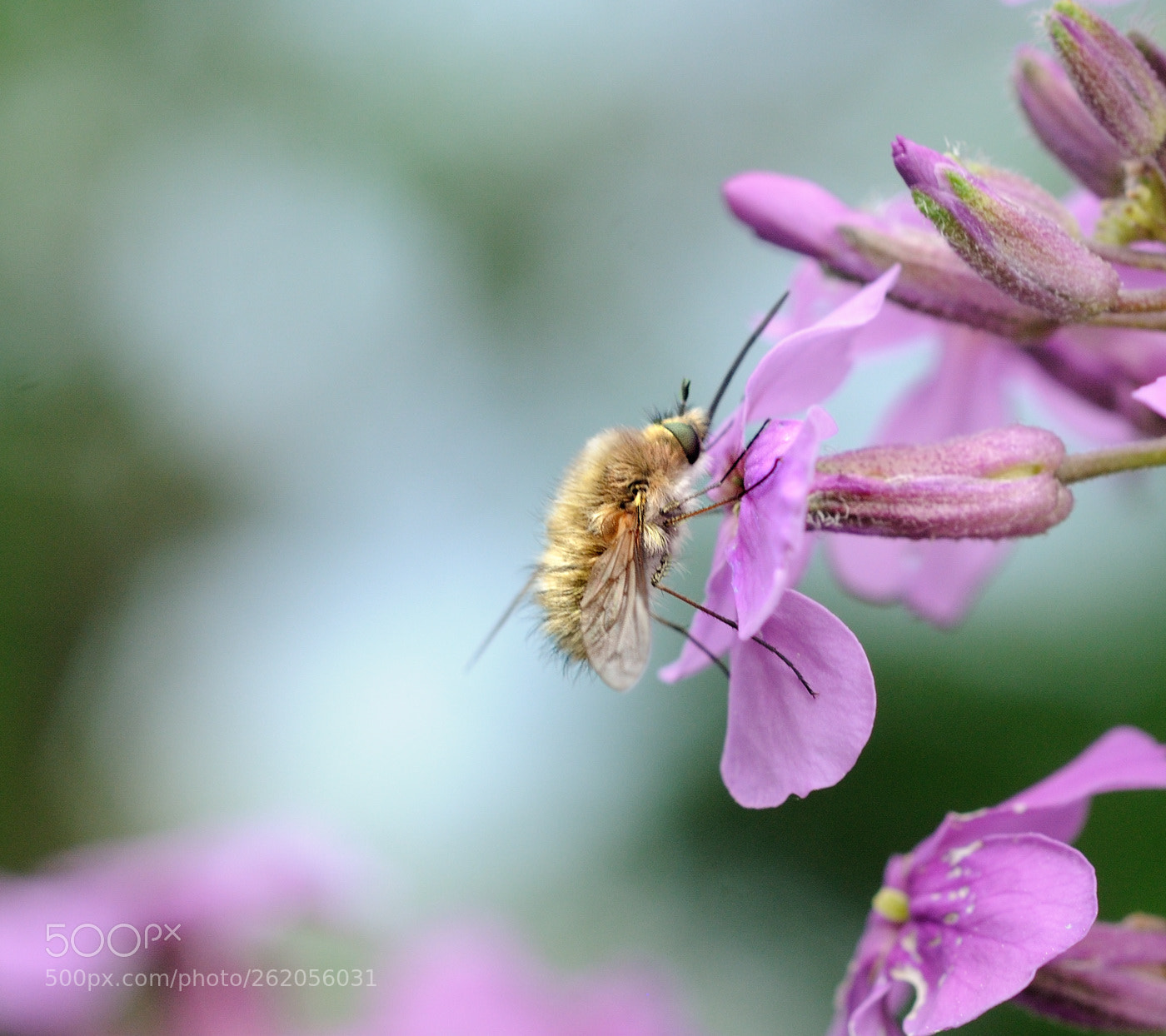 Nikon D300S + Nikon AF Micro-Nikkor 60mm F2.8D sample photo. Bombylius photography