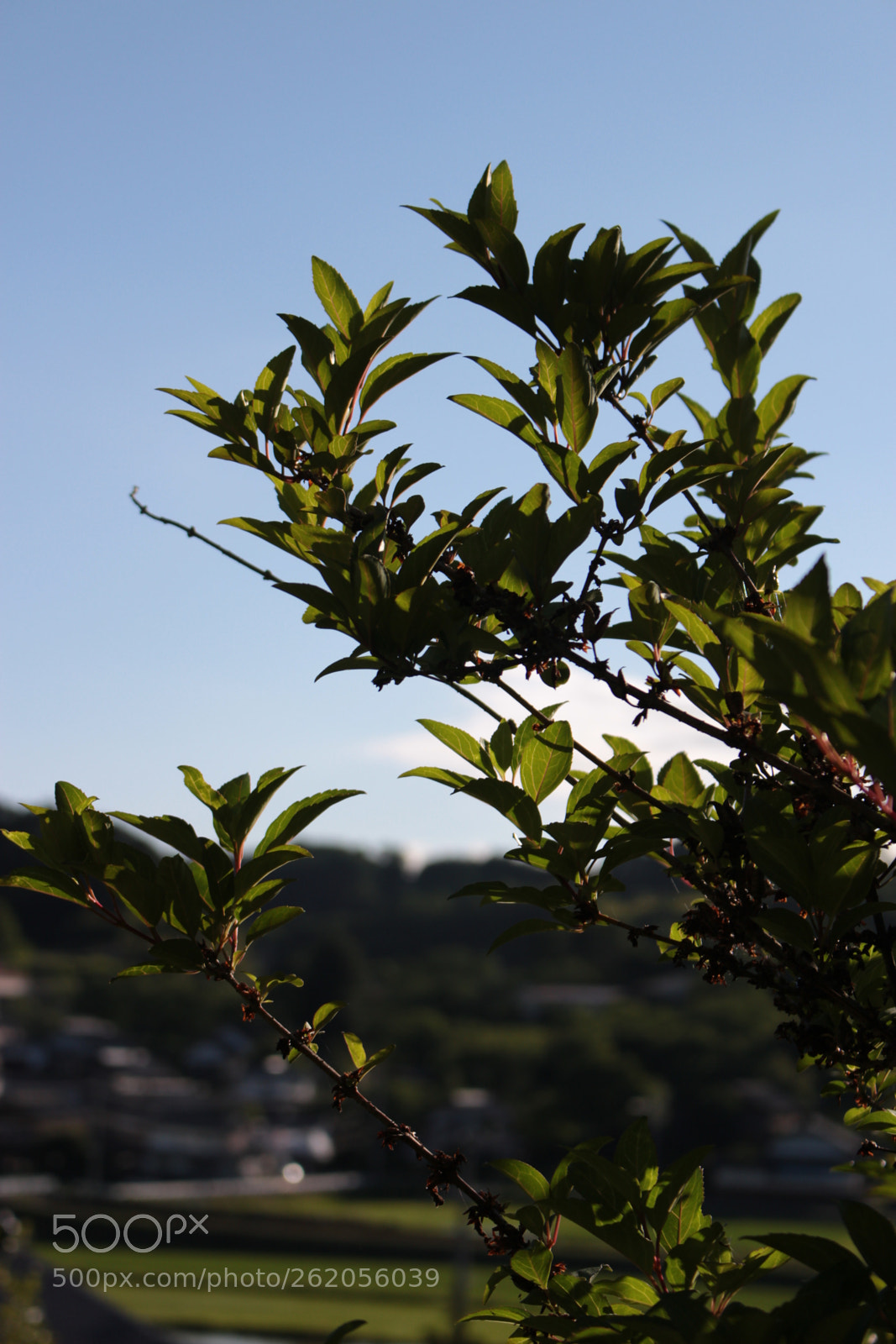 Canon EOS 100D (EOS Rebel SL1 / EOS Kiss X7) sample photo. Img photography