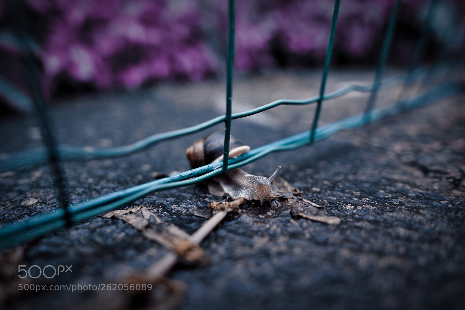 Nikon D750 + Nikon AF-S Nikkor 20mm F1.8G ED sample photo. Stylized snail closeup photography