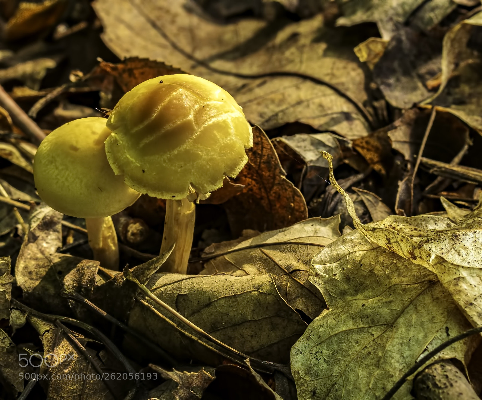 Canon EOS 60D sample photo. Mushroom photography