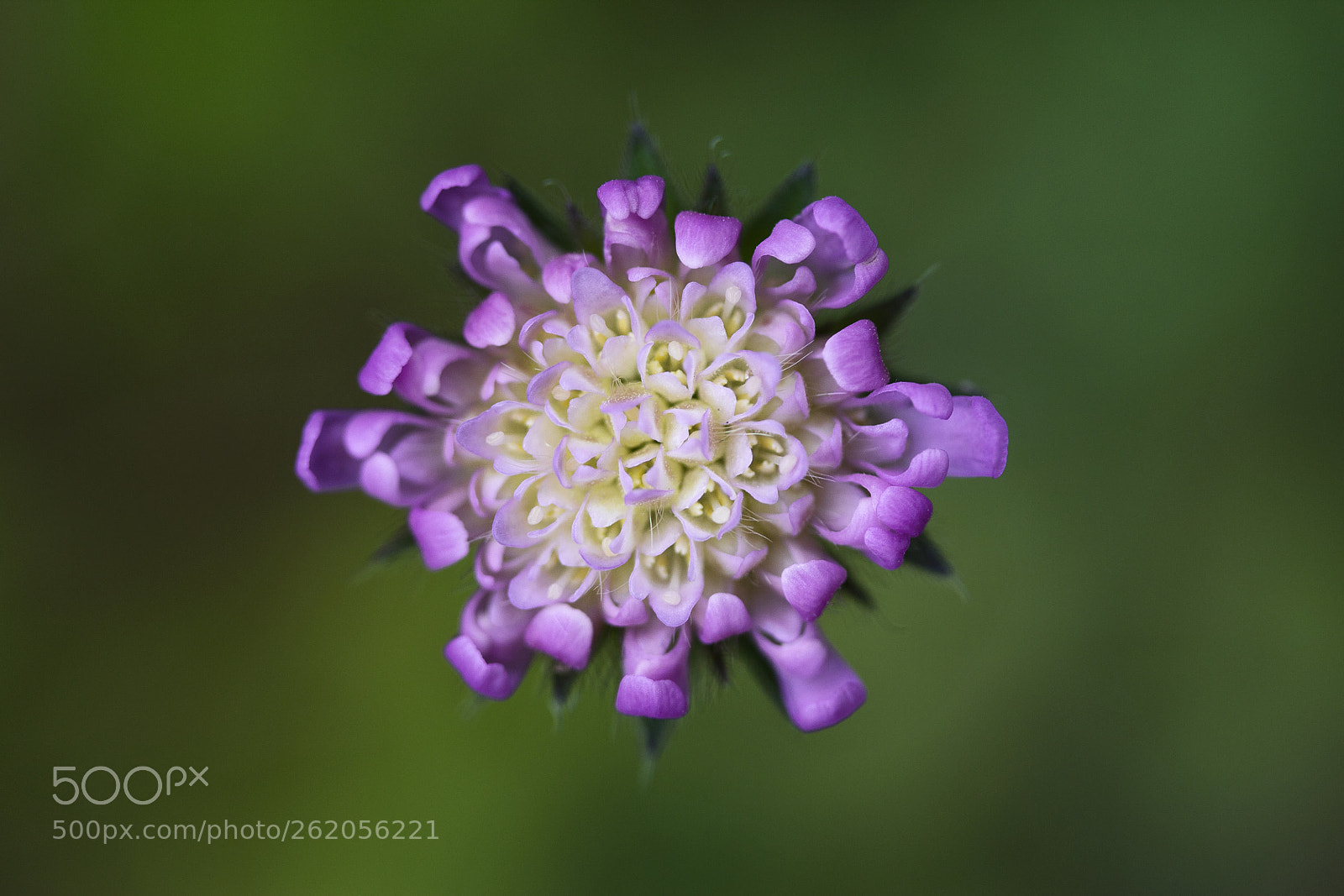 Canon EOS 60D sample photo. Acker-witwenblume (knautia arvensis) photography
