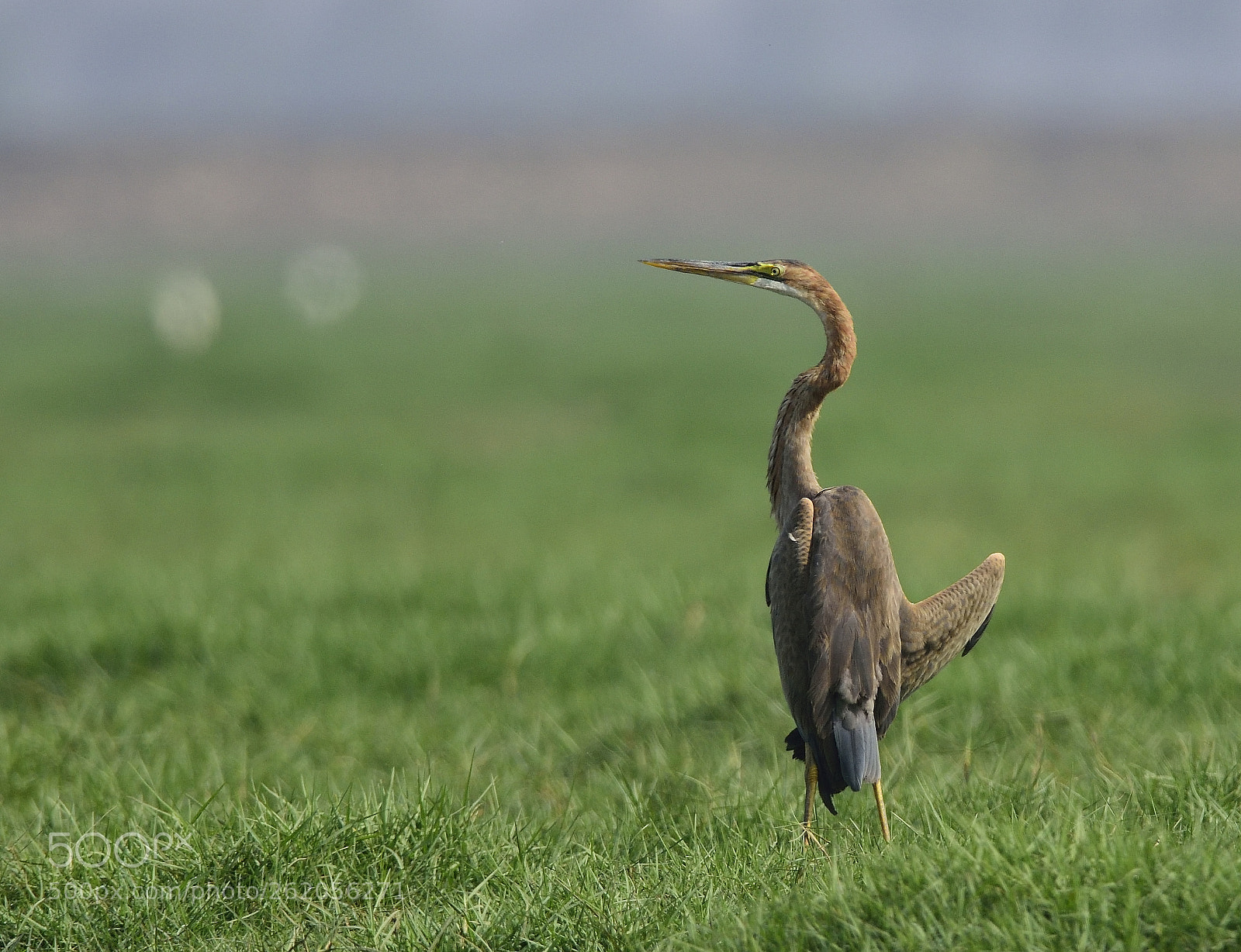 AF-S Nikkor 300mm f/2.8D IF-ED II sample photo. Dsc photography