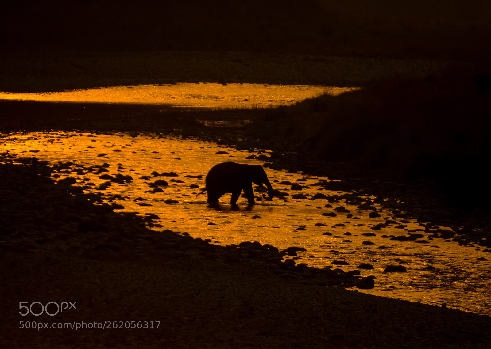 Nikon D7100 sample photo. Silhouette of an elephant photography