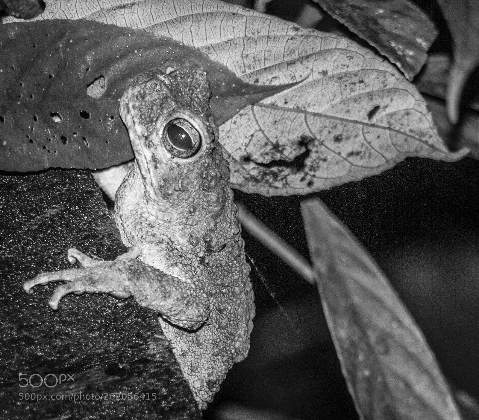 Panasonic Lumix DMC-G1 sample photo. Jungle frog - kutai photography