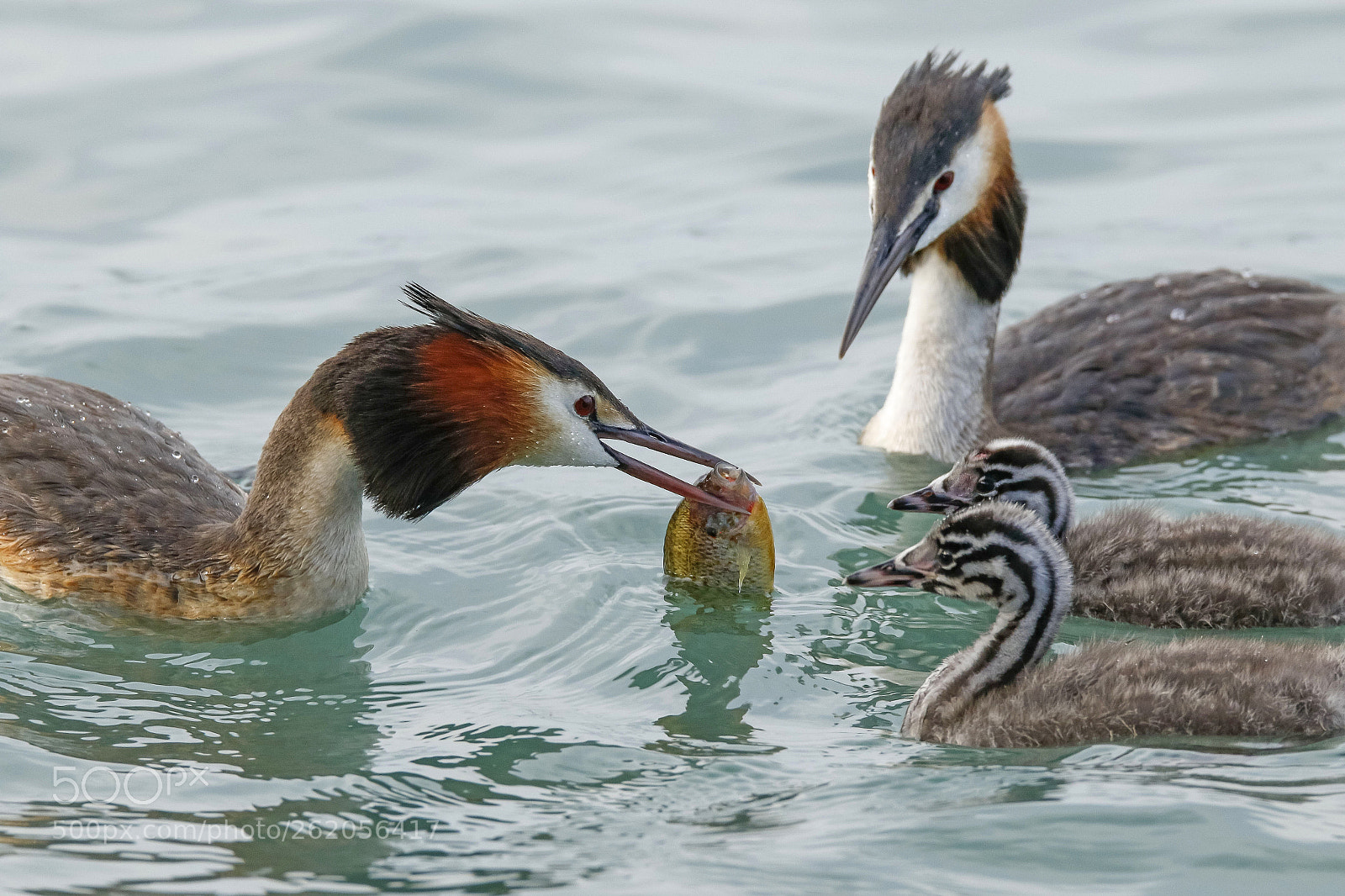Canon EOS 7D Mark II sample photo. Grebe bringing little fish photography