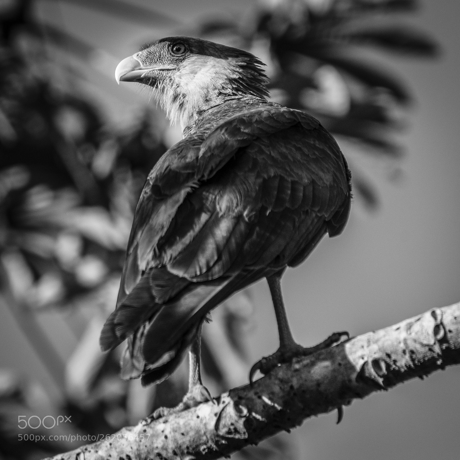 Nikon D600 sample photo. Caracara plancus photography