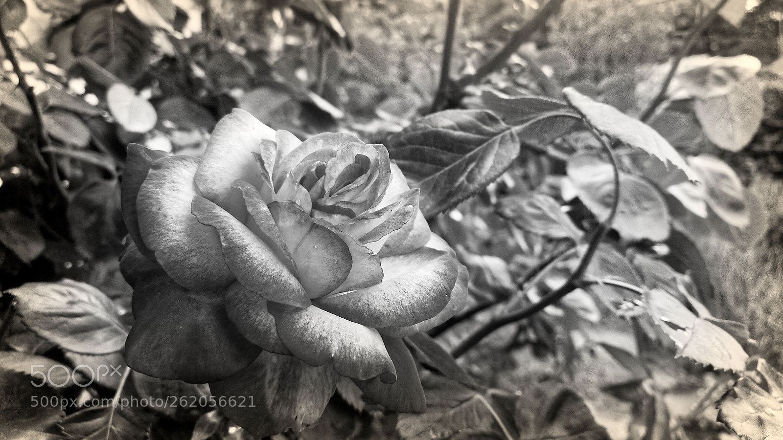 HUAWEI Honor 8 sample photo. M a l r 1 photography