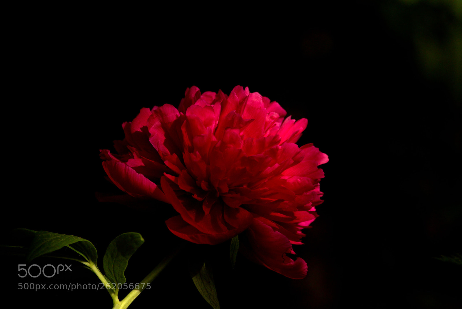 Canon EOS 80D sample photo. Untitled photography