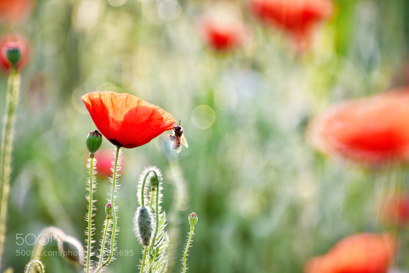Nikon D810 sample photo. Untitled photography