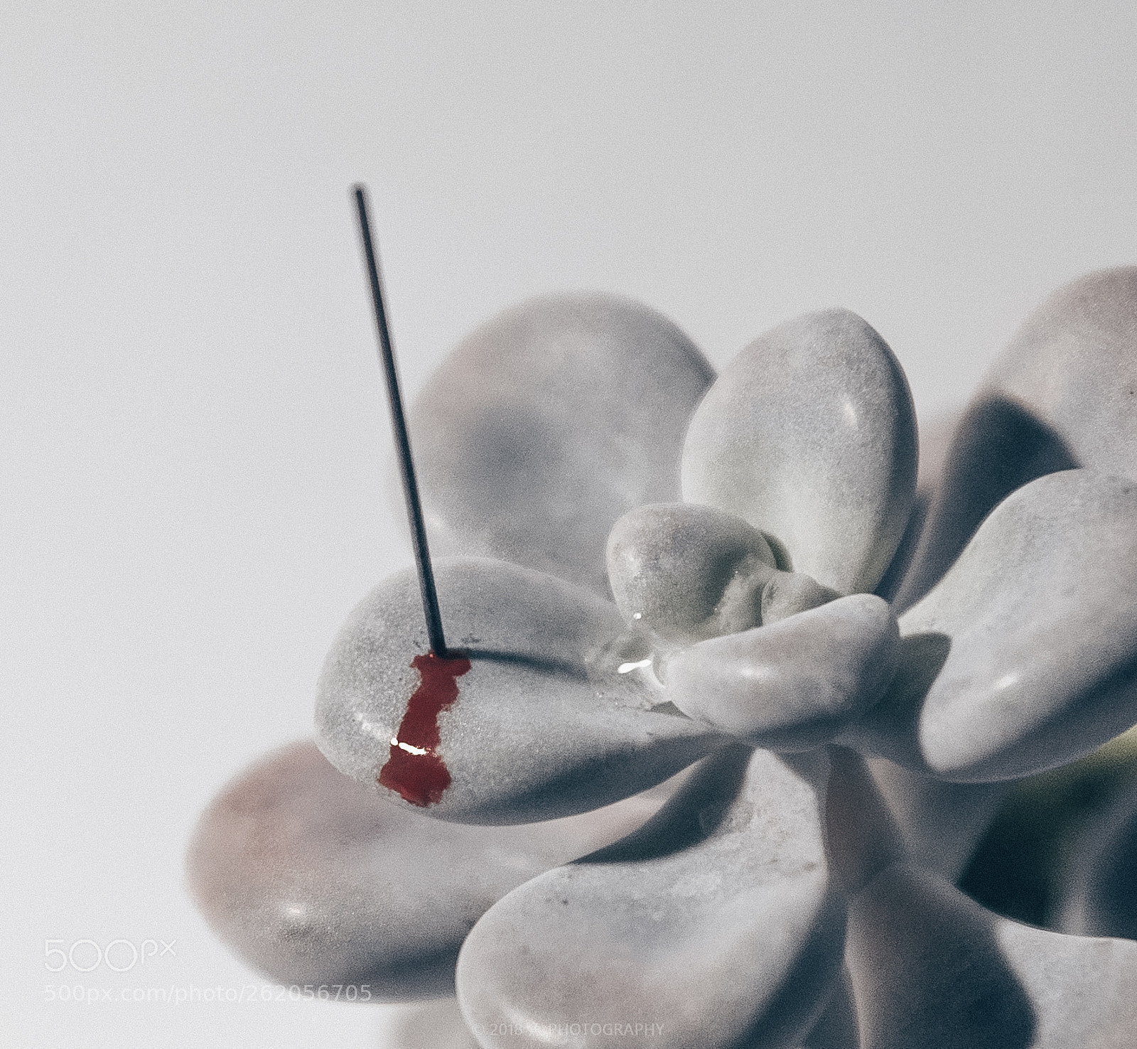 Nikon D750 sample photo. He is hurt photography