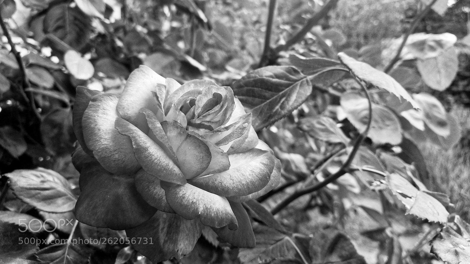 HUAWEI Honor 8 sample photo. M a l r 2 photography