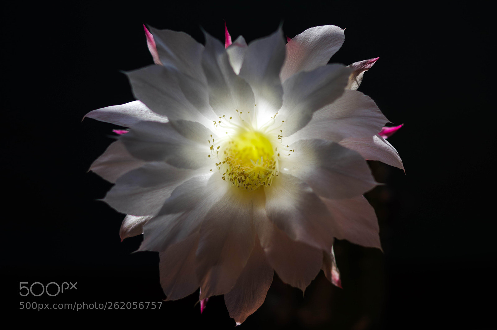 Pentax K-3 sample photo. The cactus flower! photography