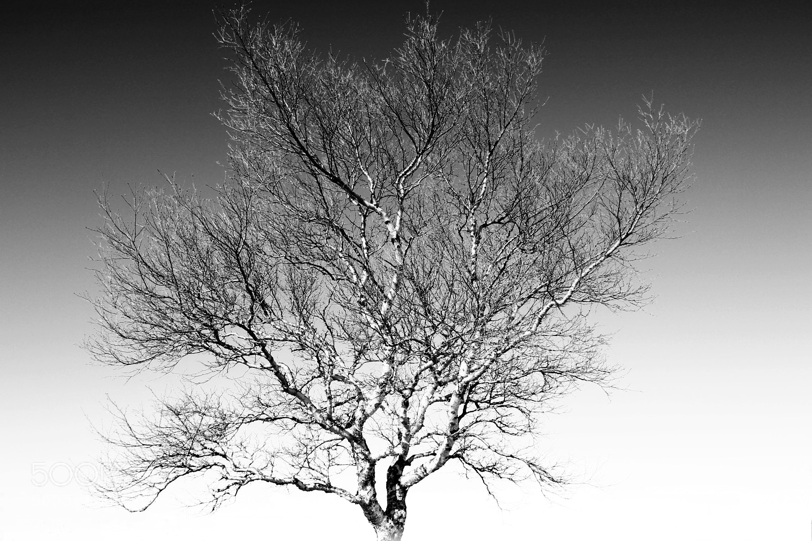 Canon EOS 100D (EOS Rebel SL1 / EOS Kiss X7) sample photo. Birch tree f8 photography