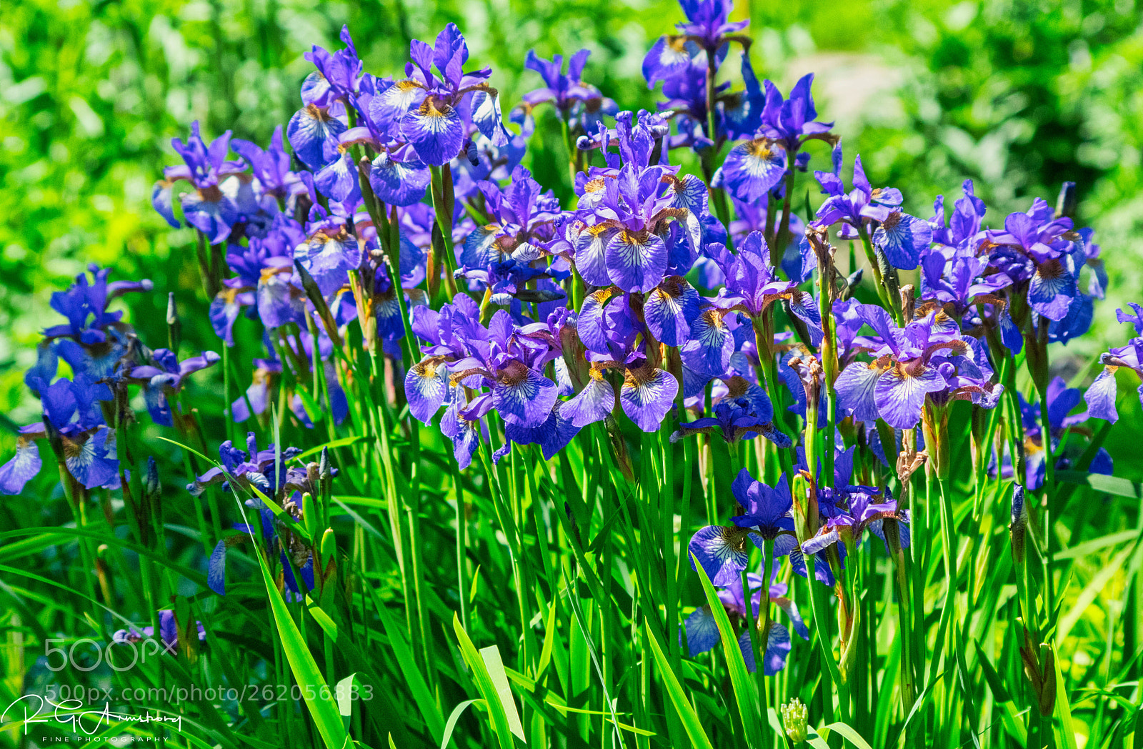 Pentax K-3 II sample photo. Iris stand photography