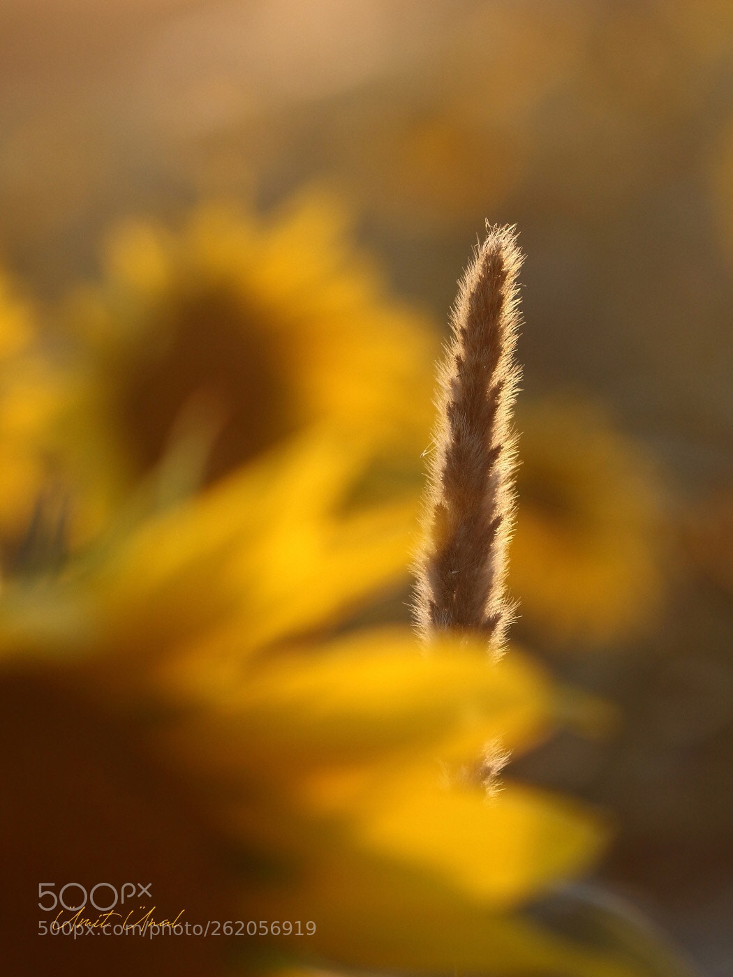Canon EOS 7D Mark II sample photo. Inspired by van gogh  photography