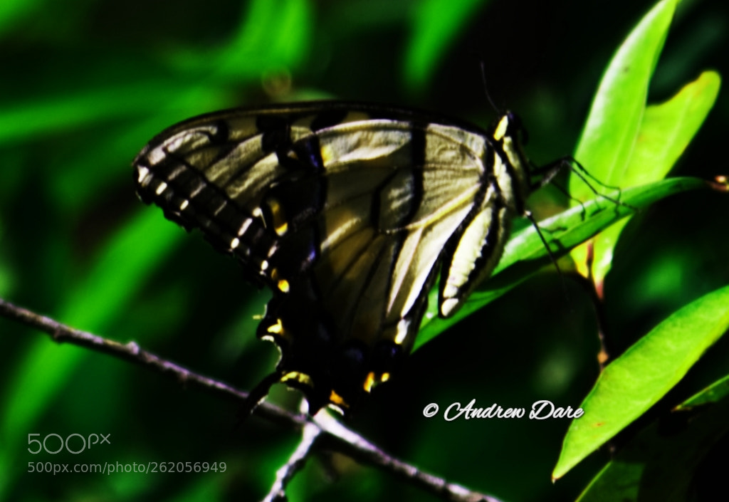 Nikon D810 sample photo. Untitled photography