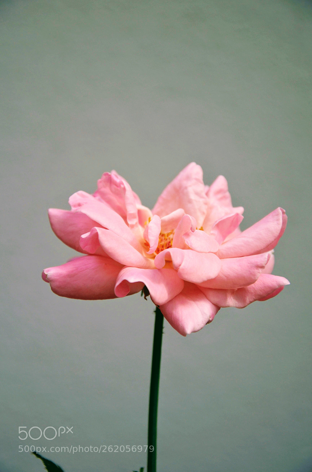 Nikon D5100 sample photo. Rose photography